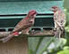 Purple Finch